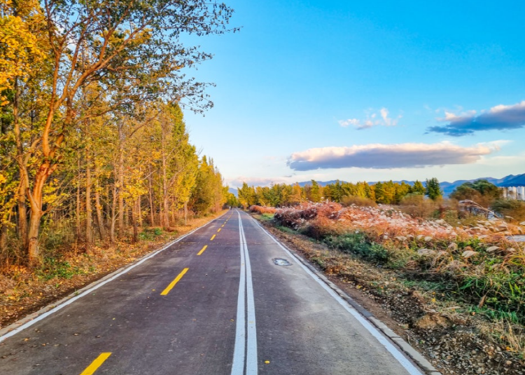 고령 은행나무숲