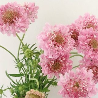 스카비오사(솔체꽃) 이미지 사진