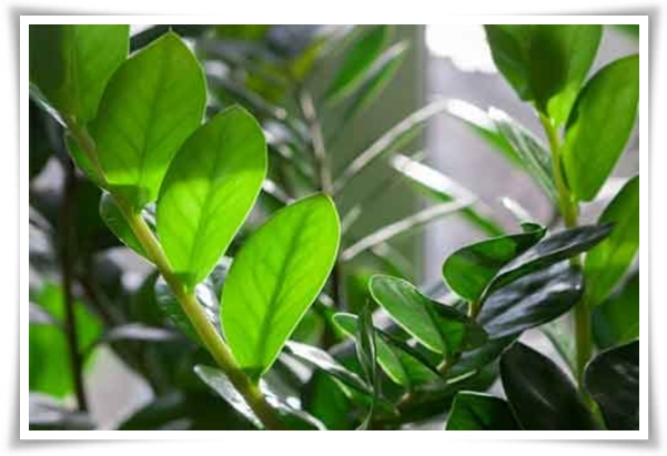 "금전수 키우기" 행운과 부를 불러오는 매력적인 식물!