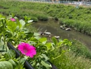 무궁화 다이어트 부작용 없는 섭취 팁|안전하게 시작하는 다이어트 방법