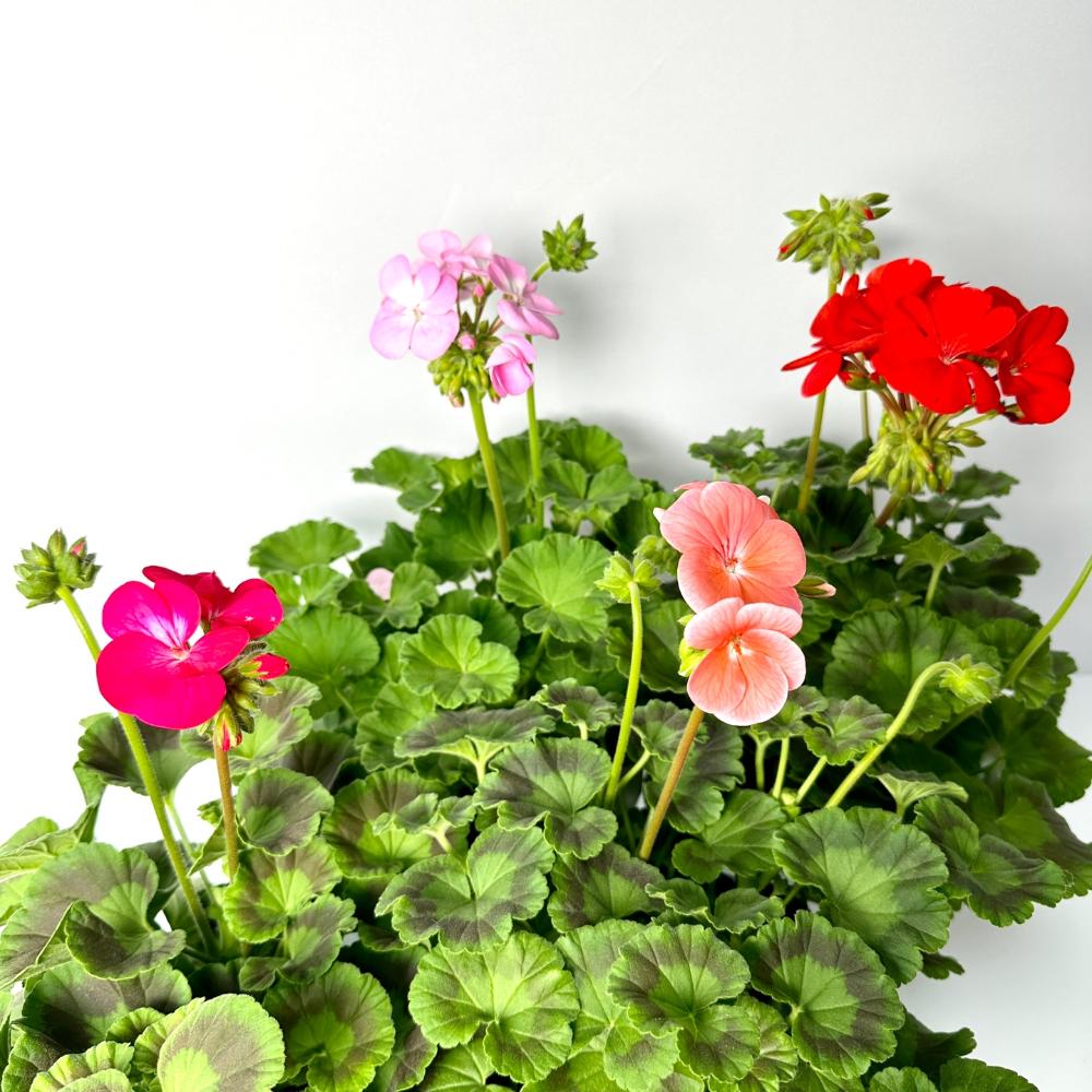 제라늄 키우는법, 종류, 삽목, 꽃말, 노란 잎 원인