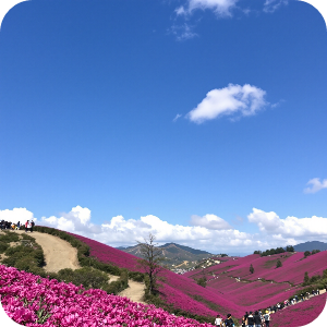 황매산 철쭉제 이미지