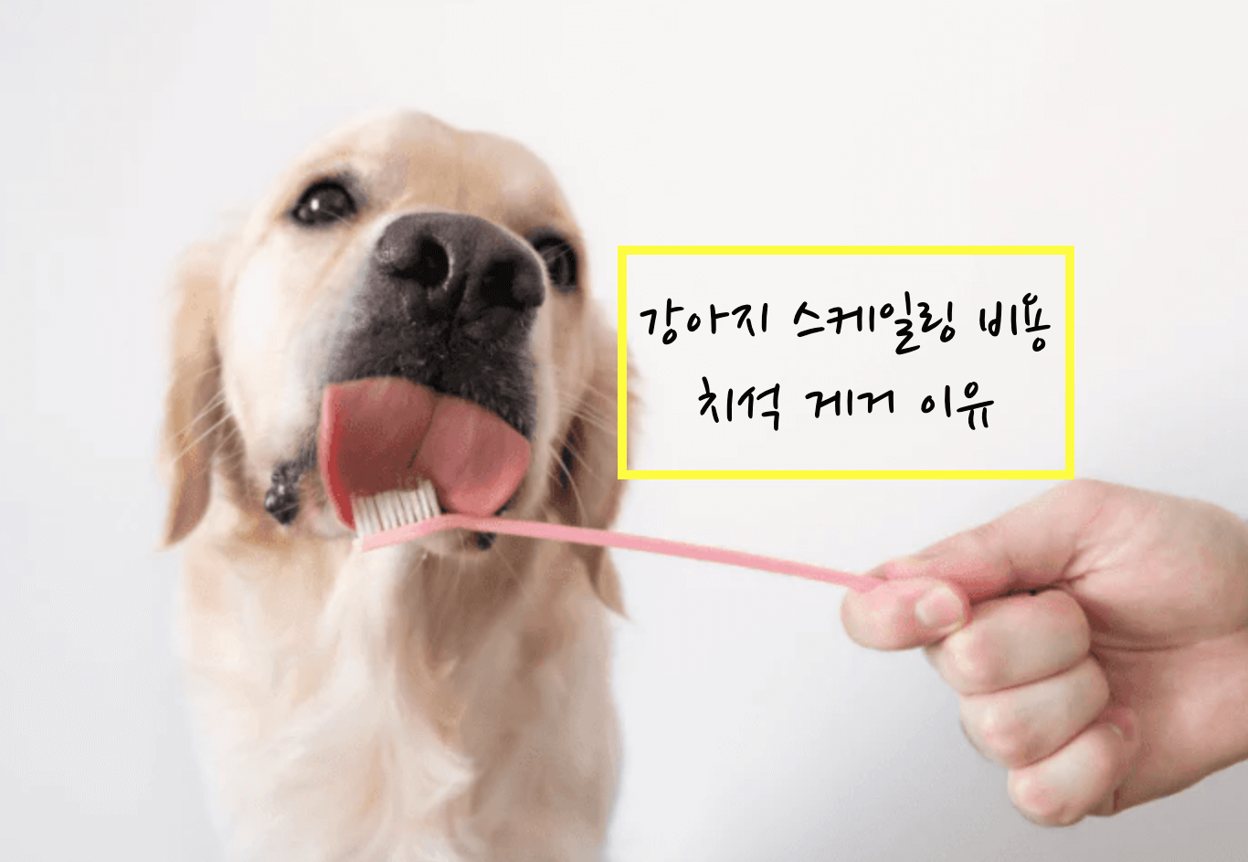 강아지 스케일링 비용