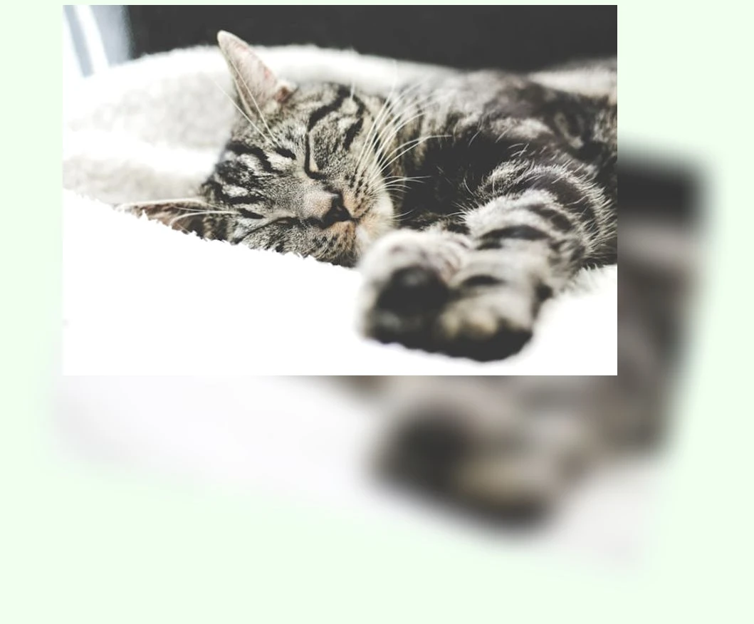 새끼 고양이 영양 간식_2_subsection