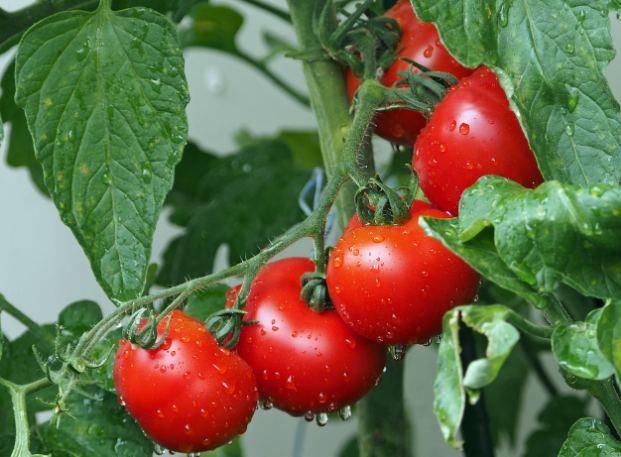 지구상에서 가장 건강한 토마토