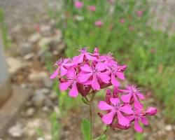 끈끈이대나물 꽃 이미지 사진