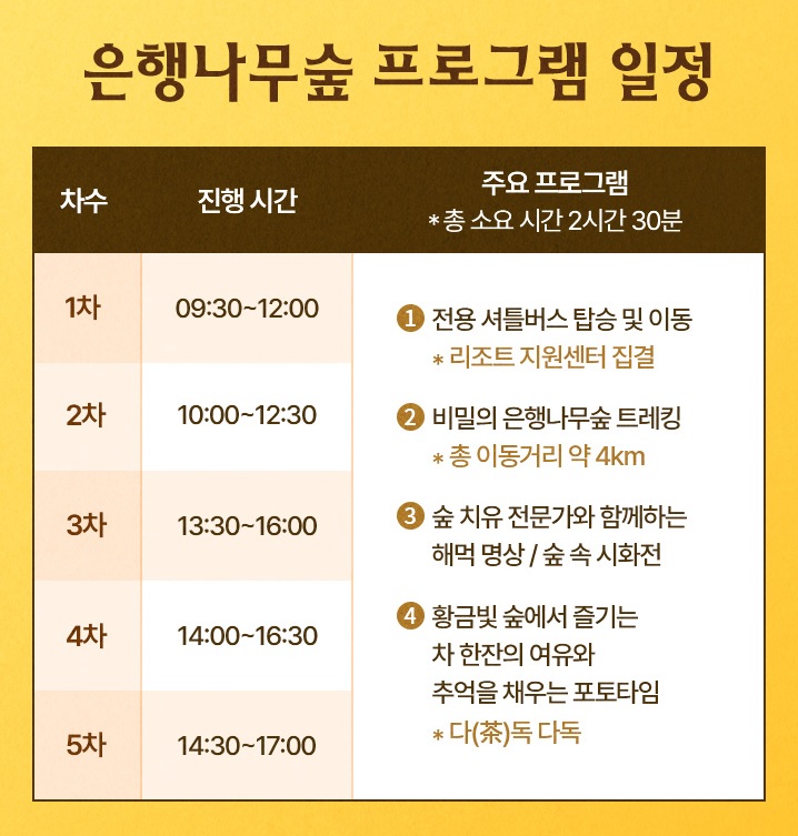 에버랜드 비밀의 은행나무 숲