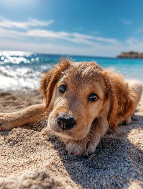 시니어견 보험 가이드 -노견&middot;질환 중심