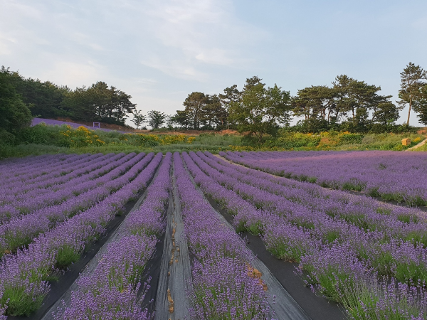 고창 청농원 라벤더 축제 사진