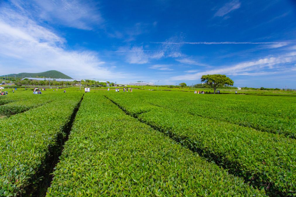 제주도 가볼만한곳 10곳 30선 오설록 티 뮤지엄