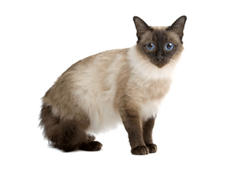 발리네즈(Balinese)