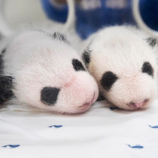 에버랜드 푸바오 쌍둥이 동생 이름 공모 신청! 에버랜드 이름 공모 에버랜드 SNS 네이버 주토피아 카페 댓글 응모 가능 응모 방법