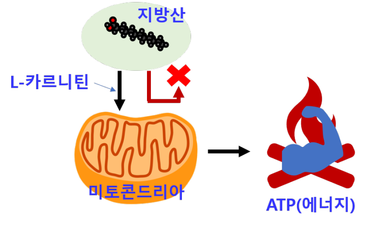 L-카르니틴 기전