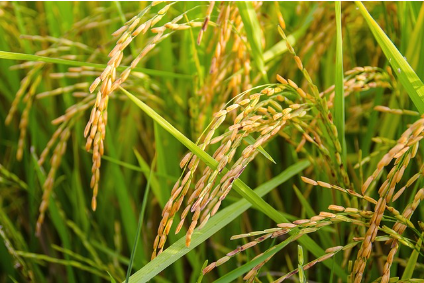 전 세계 쌀 종류에 대한 가이드