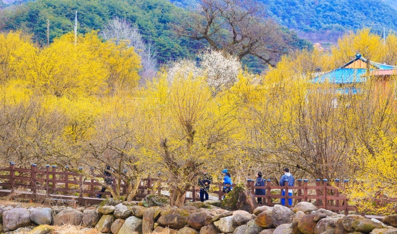 2025 구례 산유수꽃 축제