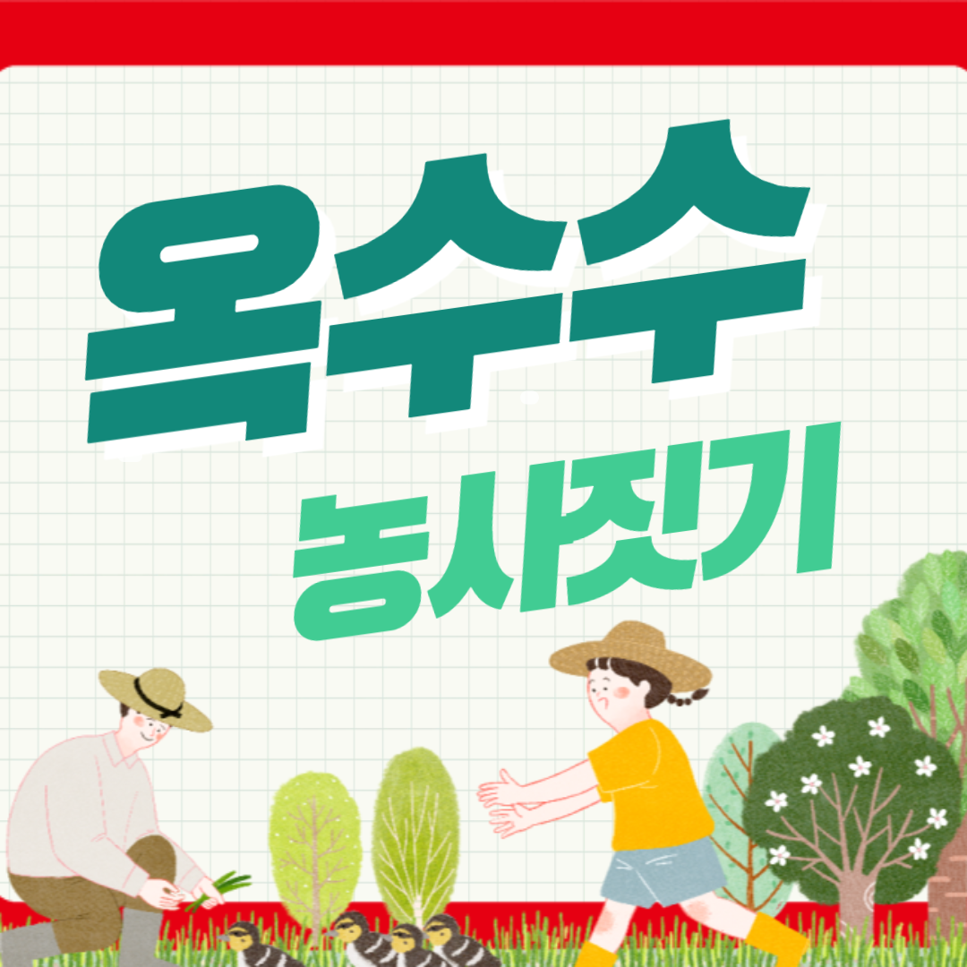 옥수수 농사 옥수수 심기