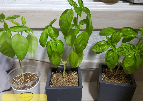 집에서 키우기 좋은 허브 (바질, 로즈마리, 민트)