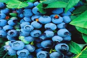 블루베리