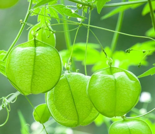 가을에 피는 꽃 풍선덩굴