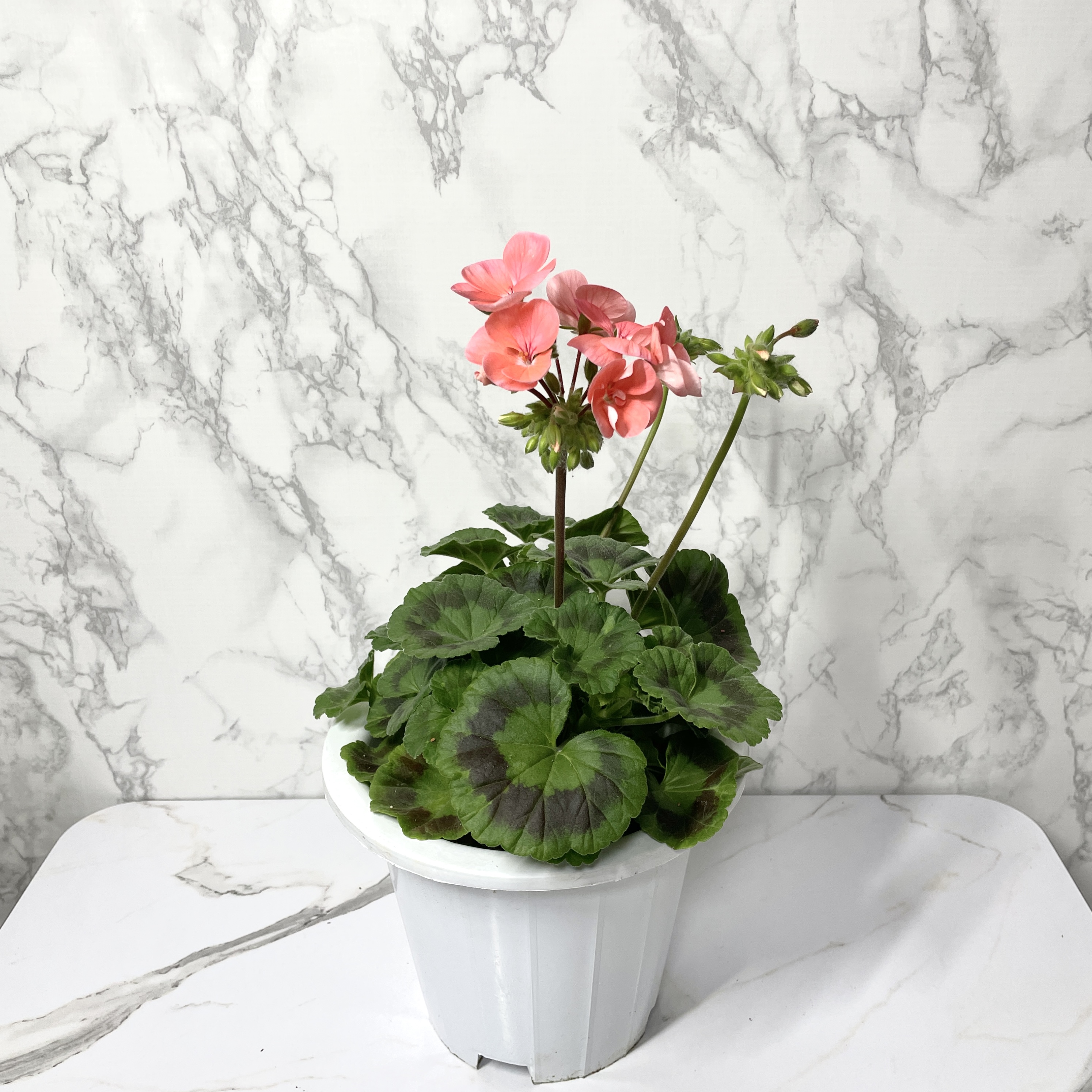 제라늄 키우기 종류 화분 꽃