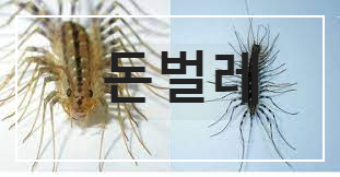 돈벌레