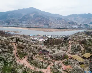 광양 매화축제_7