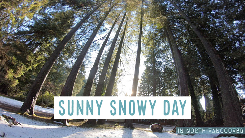 햇살이 비치는 눈 내린 울창한 나무숲