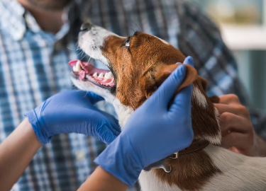 개 콩팥병의 원인과 증상.