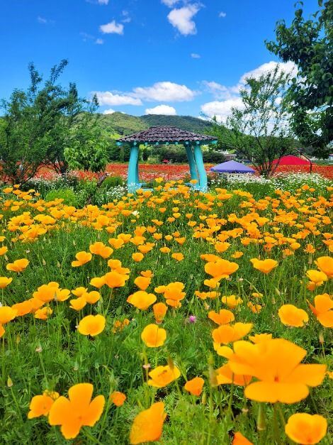 양귀비 꽃양귀비 구분