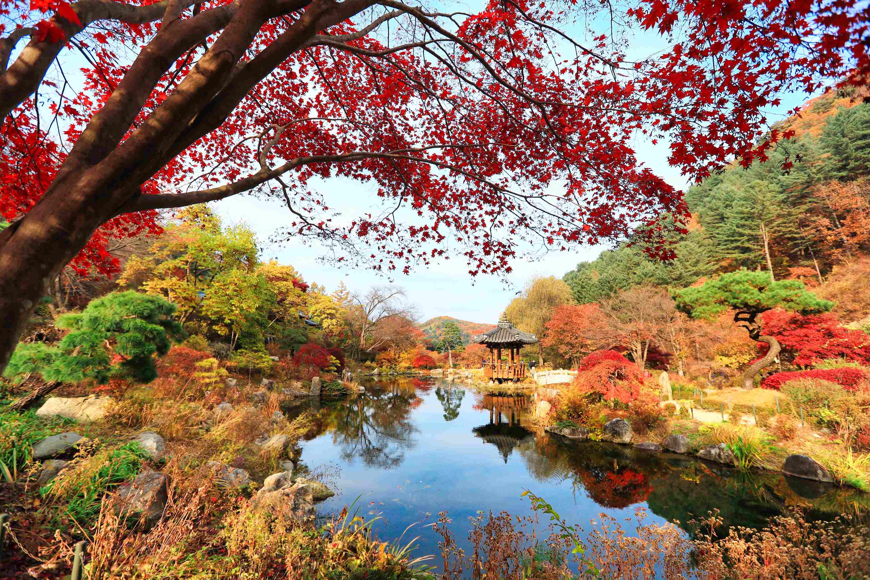 연못과 단풍