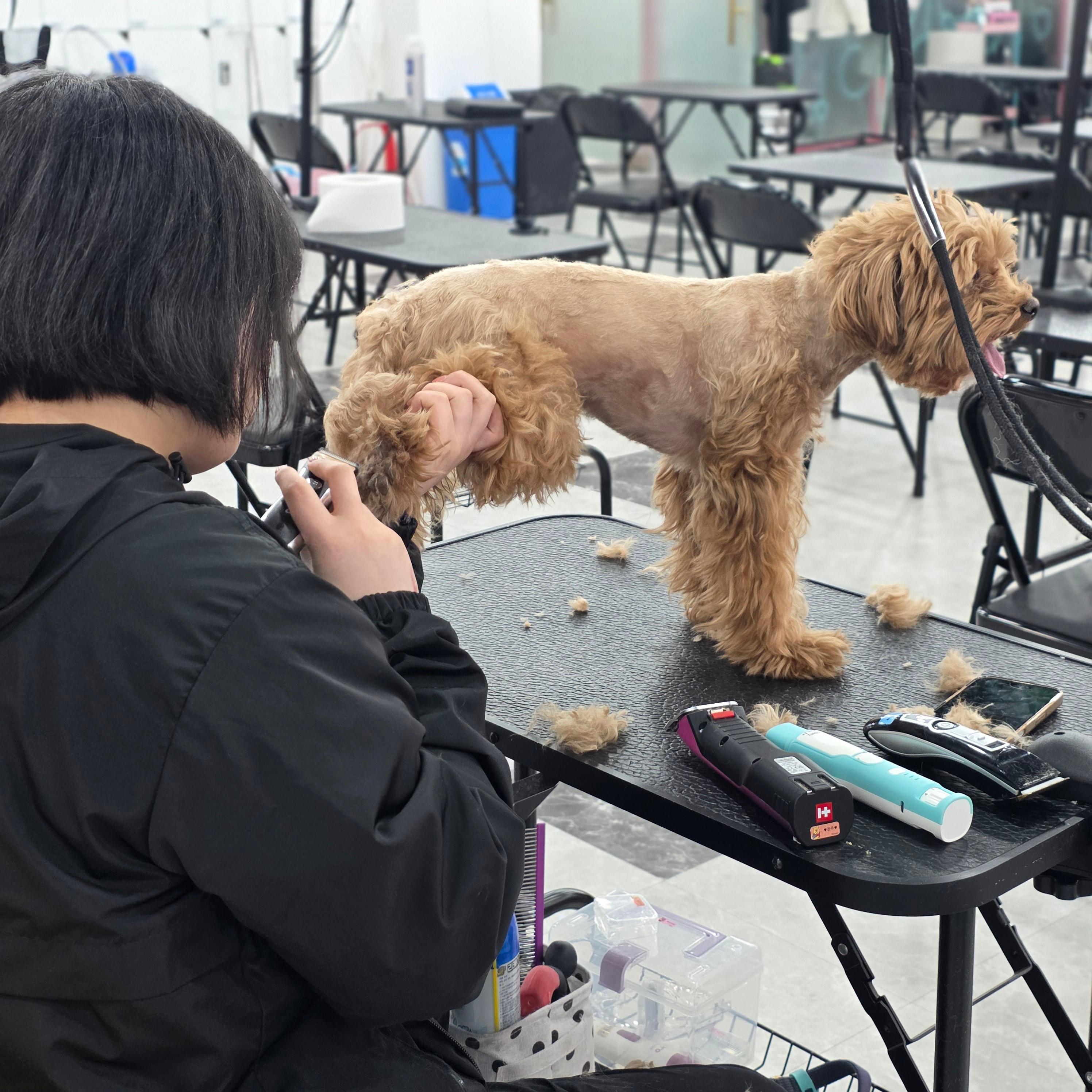 평택강아지미용학원