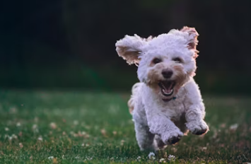 강아지 무료분양 사이트 책임비