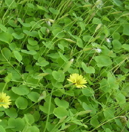 씀바귀 효능과 부작용 먹는법 고르는법