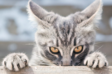 손톱을 내밀고 노려보는 고양이.