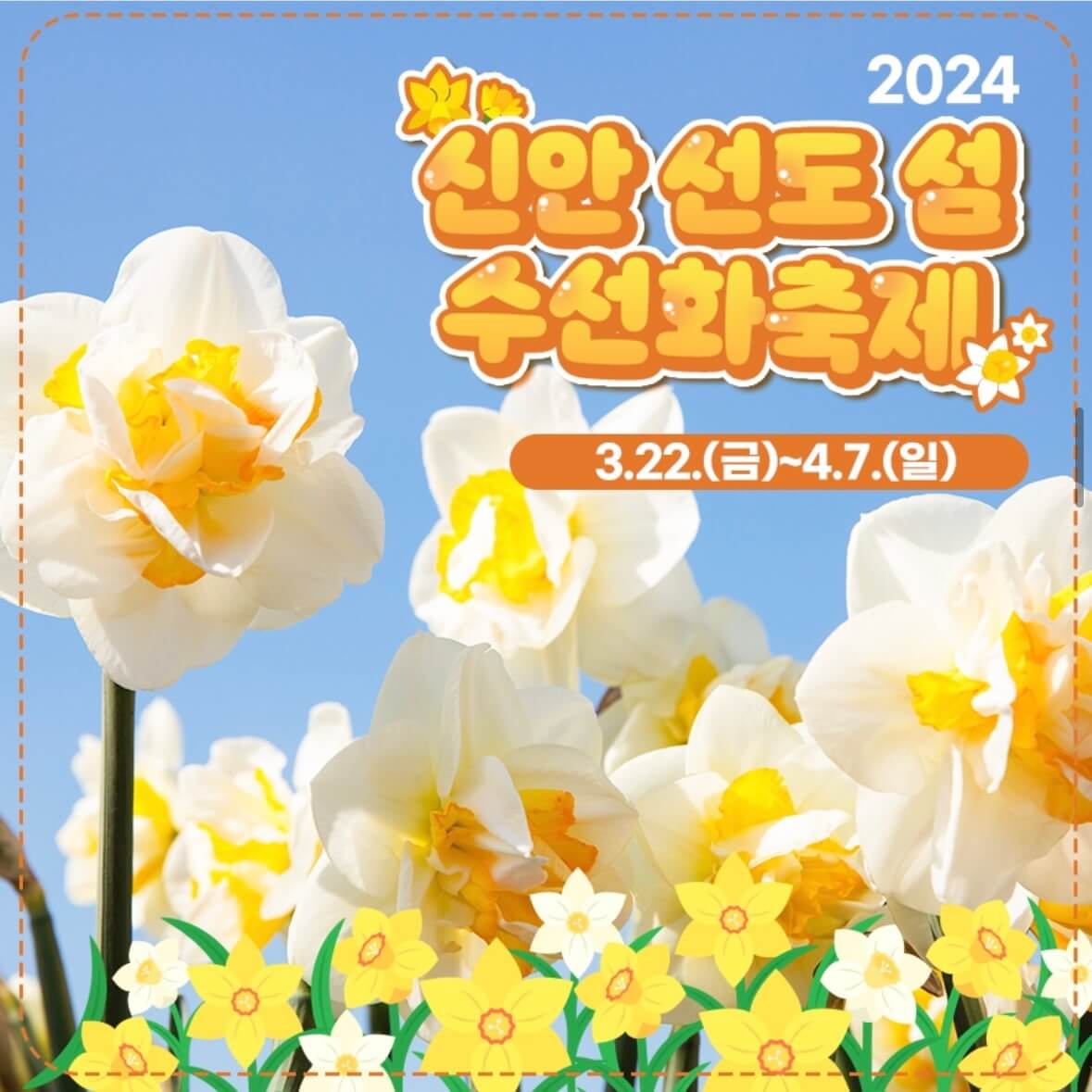 신안 선도 수선화 축제