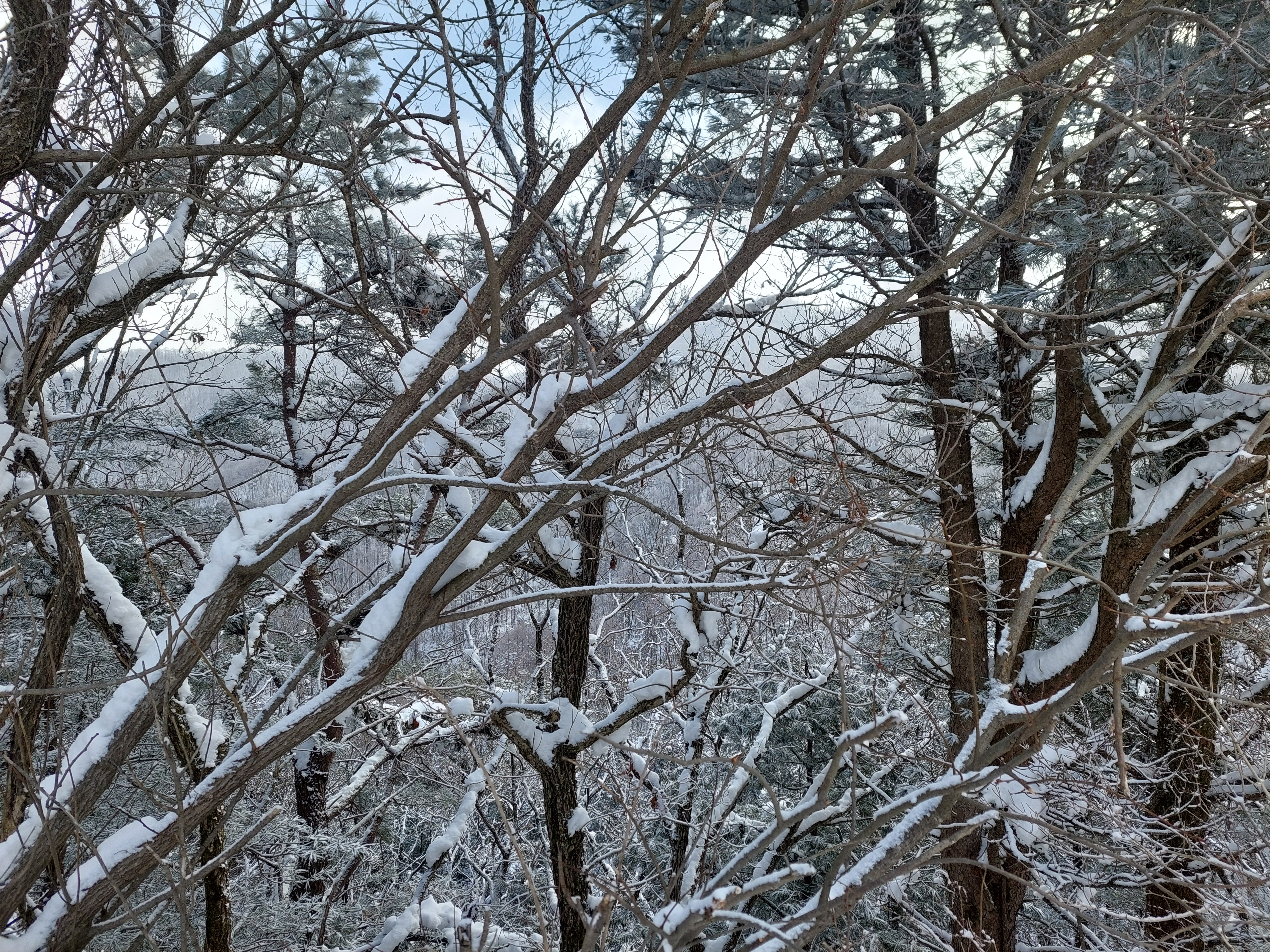 바래봉