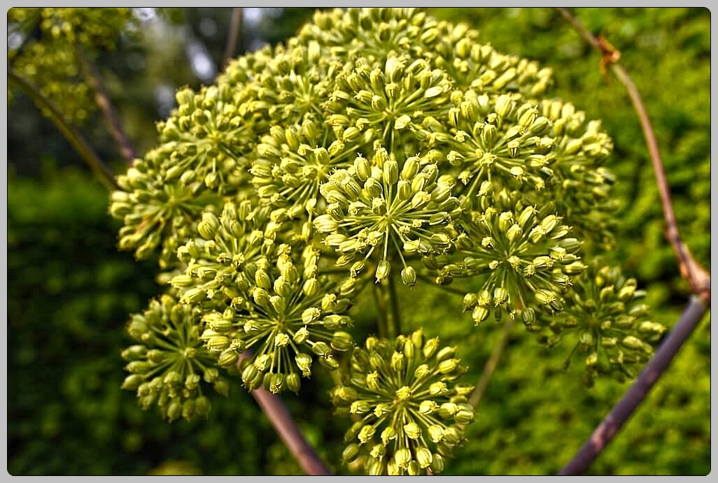 공진단 가격 효능 총정리