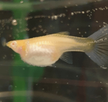 구피 질병 증상(백점병&amp;#44; 마우스펑기&amp;#44; 솔방울병 등)