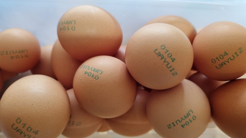 평사에서 자유롭게 지내는 닭이 낳은 알은 2번