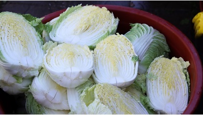 절임배추 20kg 사전예약&amp;#44; 할인판매