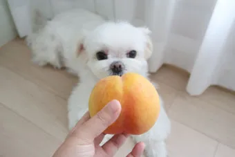 강아지 천도복숭아 먹어도 될까 안전한 급여 방법_3