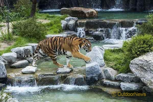 국립백두대간수목원 호랑이숲