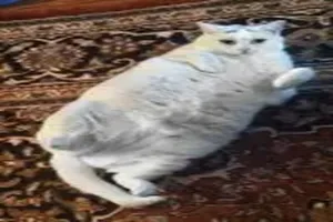 고양이