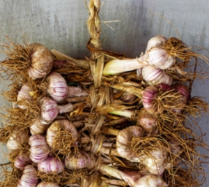 마늘 먹는 꿈 마늘 쪼개는 꿈 마늘 캐는 꿈