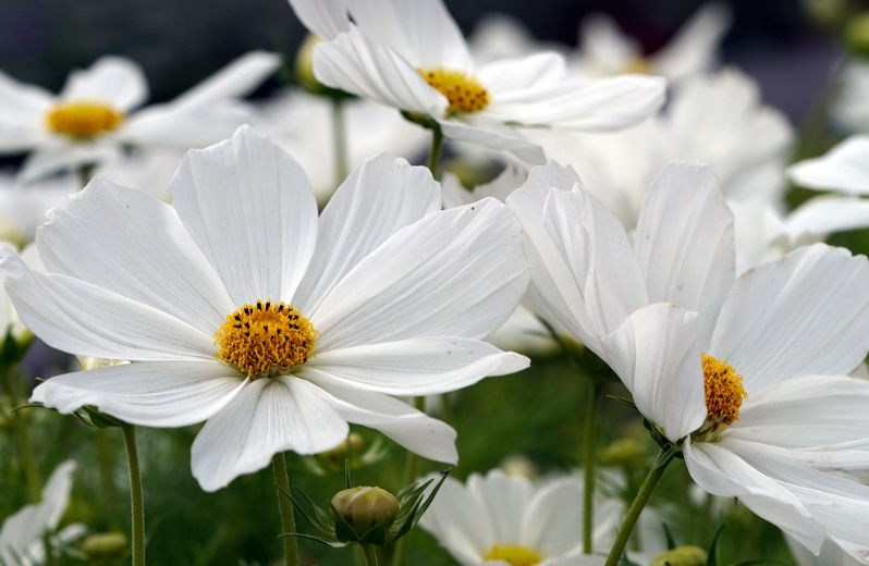 코스모스의 모습