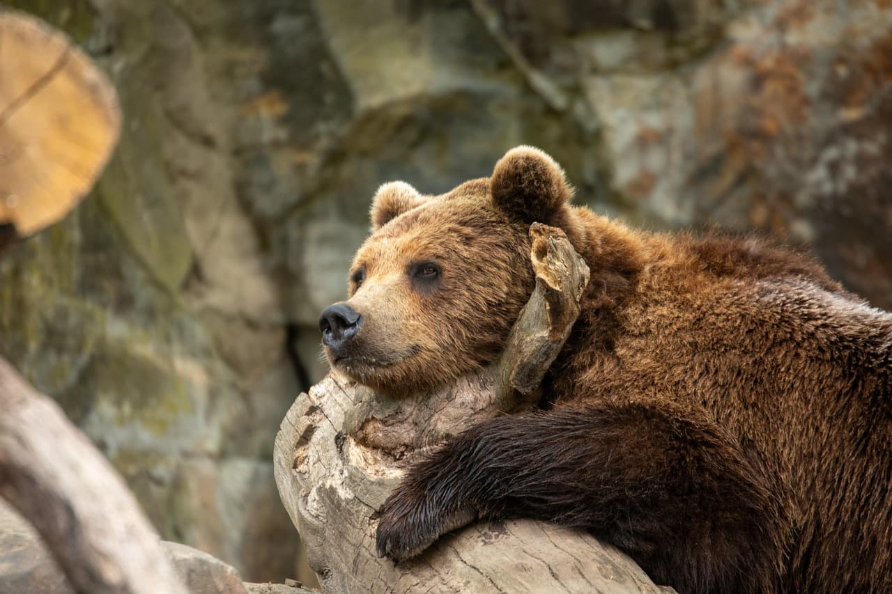 Animal Essay