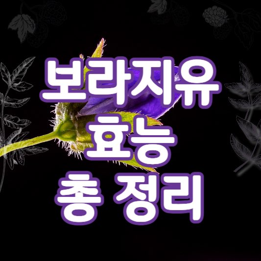 보라지유효능