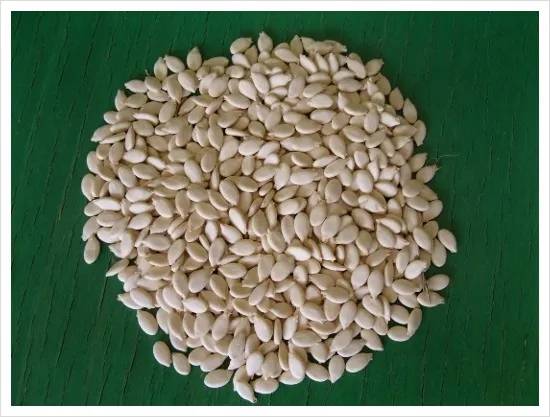 박 재배 직파 심기 순 따기 말림 보관_2