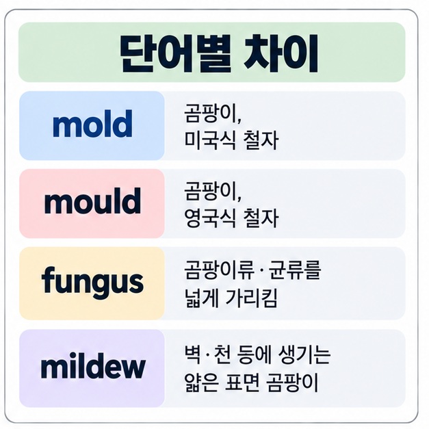mold mould fungus mildew의 의미 차이를 표로 정리한 이미지