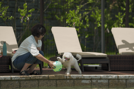  강아지 동반여행지 